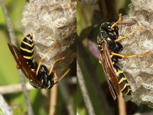 Réf. 182 556 : Polistes nimpha